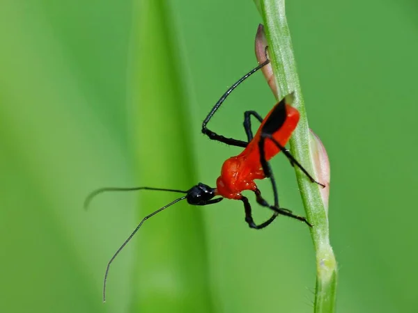 Insektenaktivität Alltag — Stockfoto