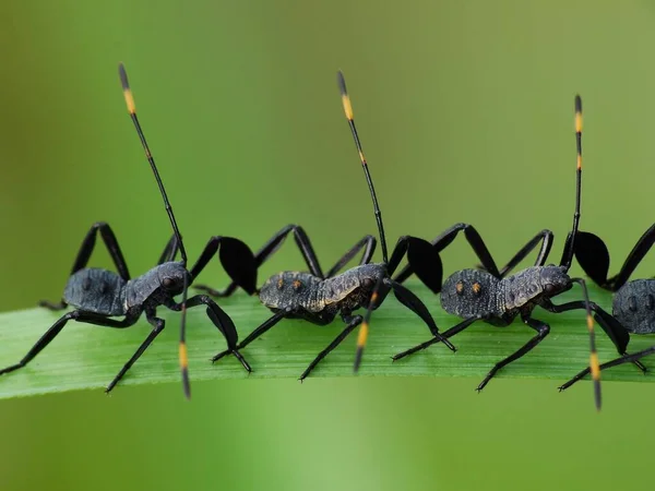 Atividade Dos Insetos Vida Diária — Fotografia de Stock