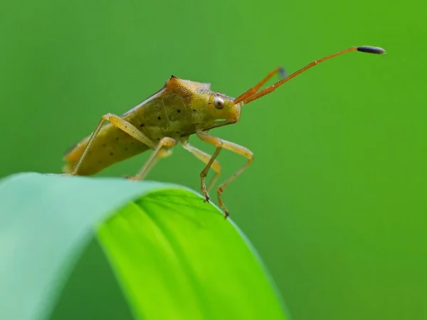 Activité Des Insectes Dans Vie Quotidienne — Photo