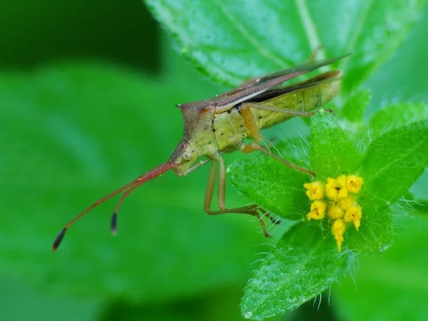 Actividad Los Insectos Vida Diaria — Foto de Stock