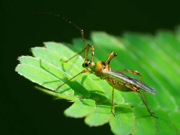 Insectenactiviteit Het Dagelijks Leven — Stockfoto