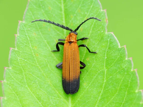 Activité Des Insectes Dans Vie Quotidienne — Photo