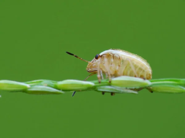 Activité Des Insectes Dans Vie Quotidienne — Photo