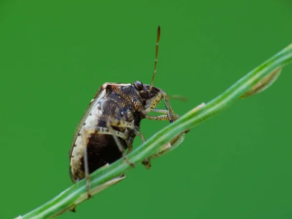 Insectenactiviteit Het Dagelijks Leven — Stockfoto