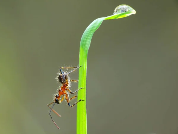 Actividad Los Insectos Vida Diaria — Foto de Stock