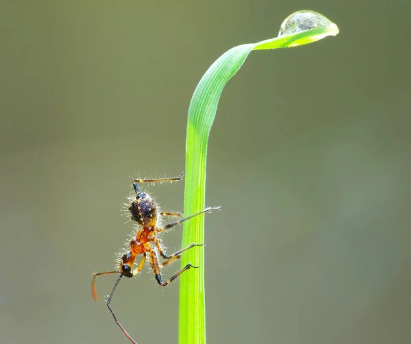 Actividad Los Insectos Vida Diaria — Foto de Stock