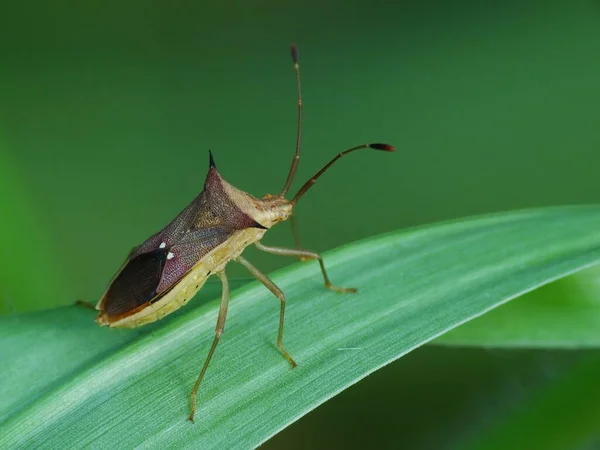 Insektenaktivität Alltag — Stockfoto