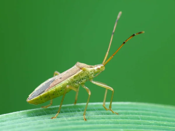 Insectenactiviteit Het Dagelijks Leven — Stockfoto