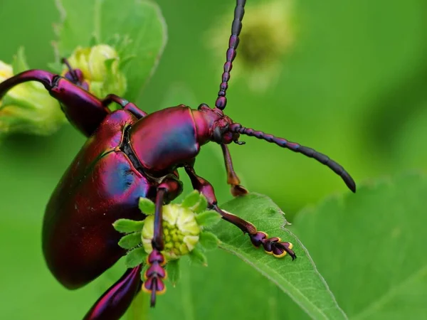 Insektenaktivität Alltag — Stockfoto