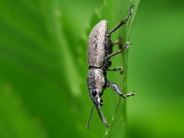 Activité Des Insectes Dans Vie Quotidienne — Photo