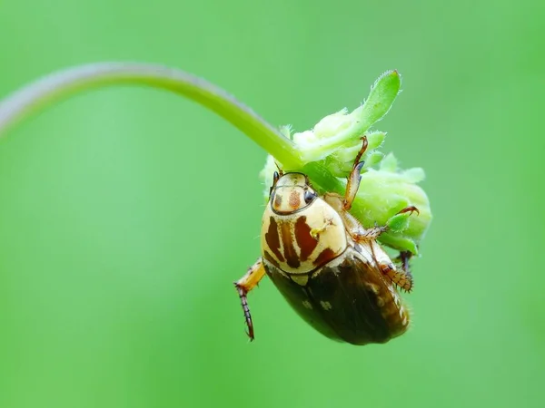 Atividade Dos Insetos Vida Diária — Fotografia de Stock