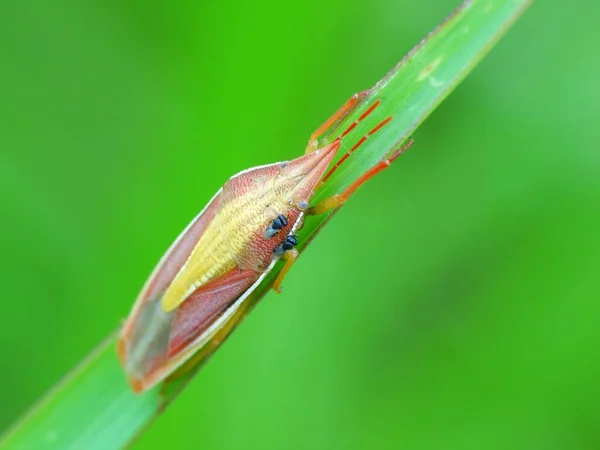 Insektenaktivität Alltag — Stockfoto