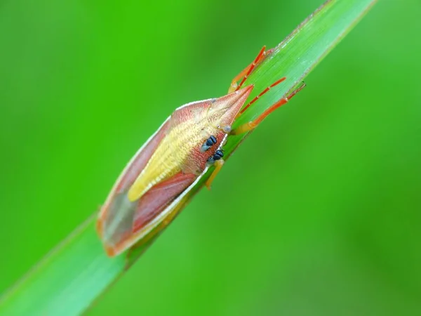 Actividad Los Insectos Vida Diaria —  Fotos de Stock