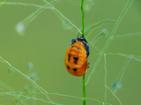 Activité Des Insectes Dans Vie Quotidienne — Photo