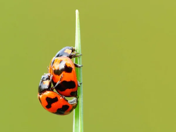 日常生活における昆虫活動 — ストック写真