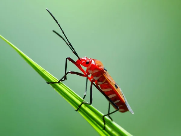 日常生活における昆虫活動 — ストック写真