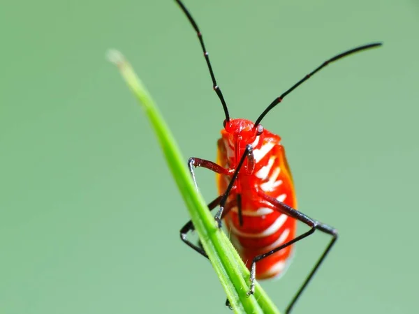 Atividade Dos Insetos Vida Diária — Fotografia de Stock