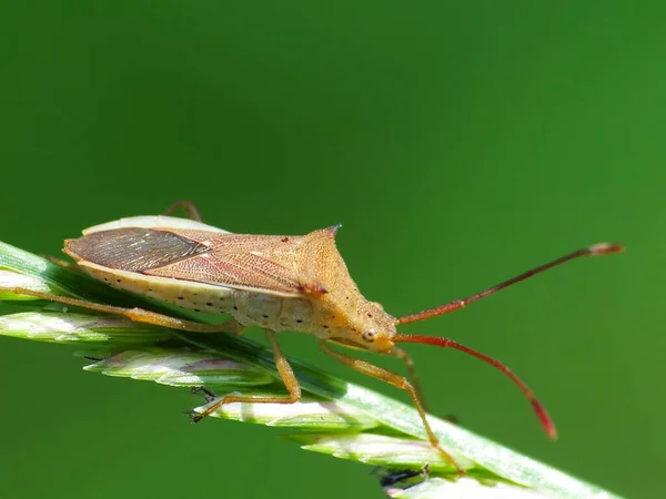 Activité Des Insectes Dans Vie Quotidienne — Photo