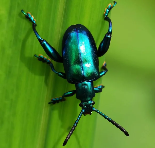 Insectenactiviteit Het Dagelijks Leven — Stockfoto