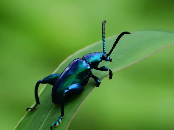 Insektenaktivität Alltag — Stockfoto