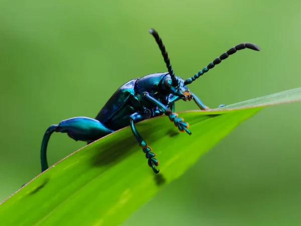 日常生活における昆虫活動 — ストック写真