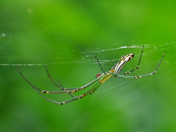 Дієта Павука Залежить Від Його Типу Веб Будівельні Павуки Люблять — стокове фото