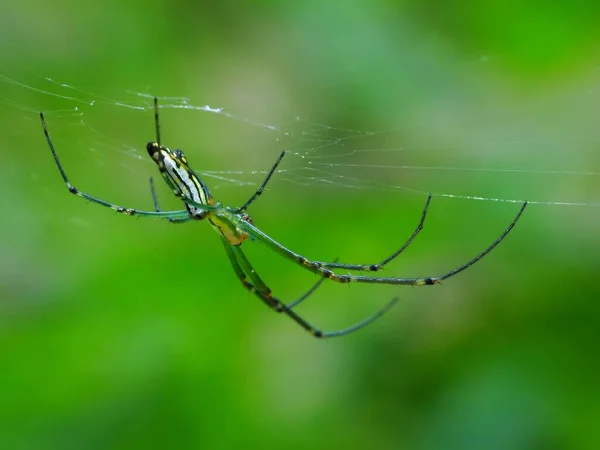 The diet of a spider depends on its type. Web-building spiders like to feed on insects like flies, moths, mosquitoes, etc. Hunting spiders are a more voracious variety of spiders. They camouflage themselves and attack their prey