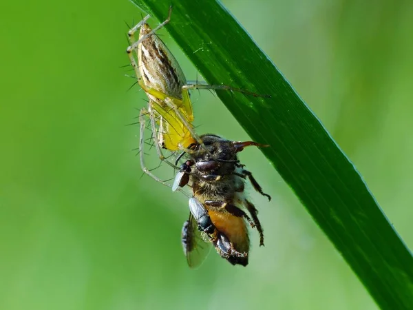 Die Ernährung Einer Spinne Hängt Von Ihrer Art Spinnen Ernähren — Stockfoto