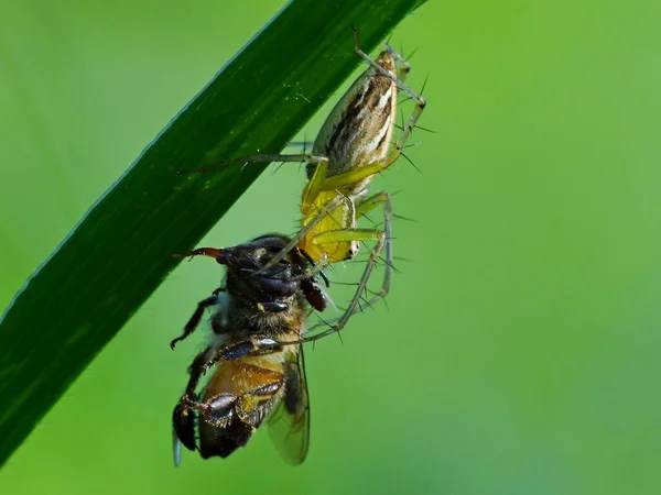 クモの食生活はその種類によって異なる クモの巣作りはハエや蛾 蚊などの昆虫に餌をやりたがる 狩猟用クモはより乱暴な種類のクモです 彼らは自分をカモフラージュし獲物を攻撃する — ストック写真