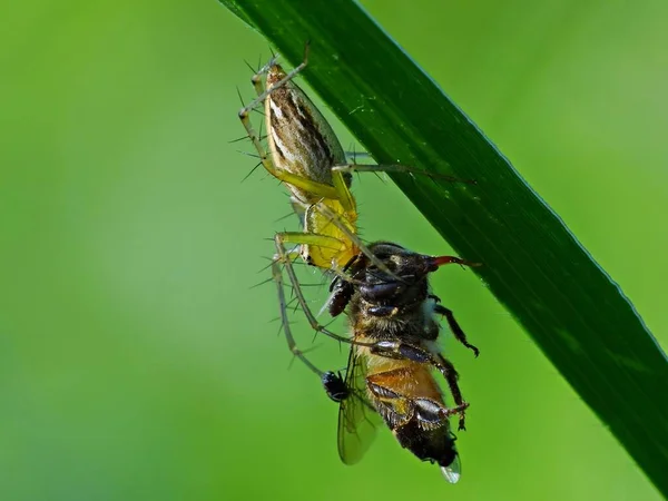 Diet Spider Depends Its Type Web Building Spiders Feed Insects — Stock Photo, Image