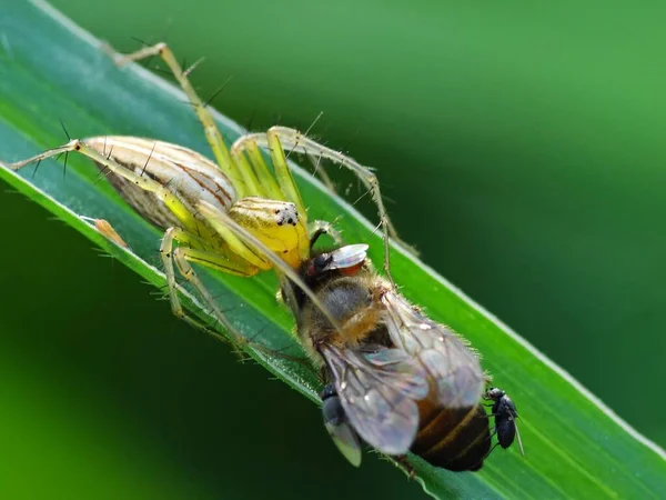 蜘蛛的食物取决于它的种类 网络蜘蛛喜欢以苍蝇 蚊子等昆虫为食 猎杀蜘蛛是一种更为贪婪的蜘蛛种类 他们伪装自己攻击猎物 — 图库照片