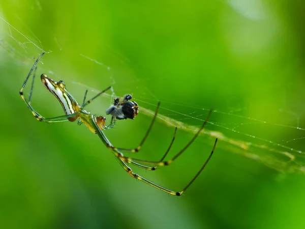 The diet of a spider depends on its type. Web-building spiders like to feed on insects like flies, moths, mosquitoes, etc. Hunting spiders are a more voracious variety of spiders. They camouflage themselves and attack their prey