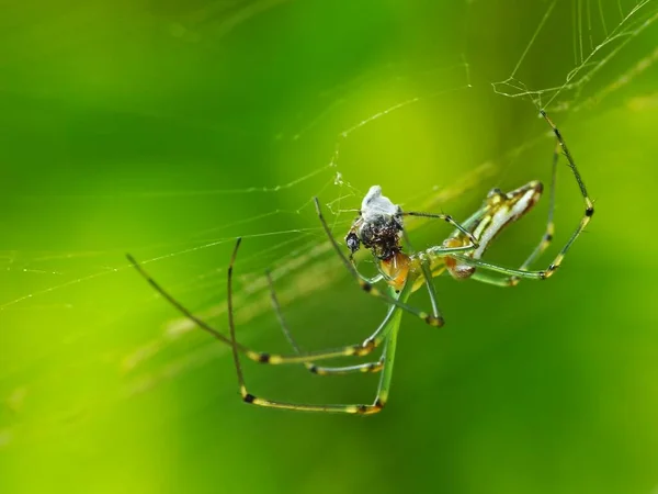 Dieta Pavouka Závisí Jeho Typu Pavouci Rádi Živí Hmyzem Jako — Stock fotografie