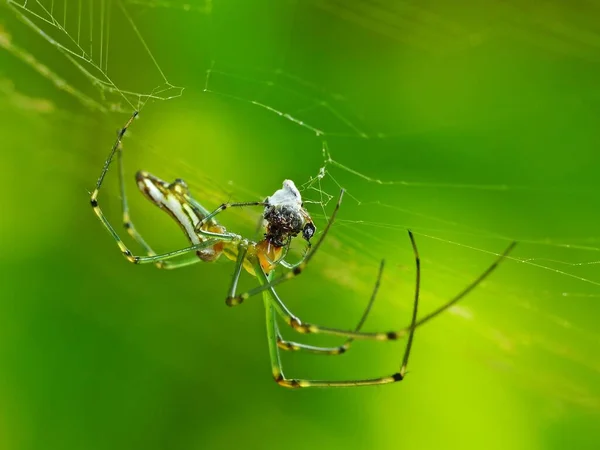 거미의 먹이는 종류에 달라진다 거미줄을 만드는 거미들은 모기등 곤충을 합니다 — 스톡 사진
