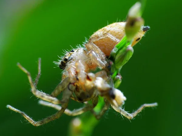 蜘蛛的食物取决于它的种类 网络蜘蛛喜欢以苍蝇 蚊子等昆虫为食 猎杀蜘蛛是一种更为贪婪的蜘蛛种类 他们伪装自己攻击猎物 — 图库照片