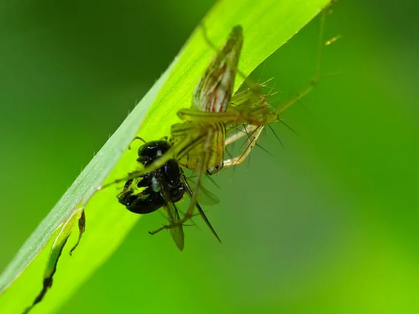 Dieta Una Araña Depende Tipo Las Arañas Creadoras Sitios Web — Foto de Stock