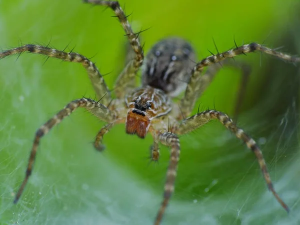 The diet of a spider depends on its type. Web-building spiders like to feed on insects like flies, moths, mosquitoes, etc. Hunting spiders are a more voracious variety of spiders. They camouflage themselves and attack their prey