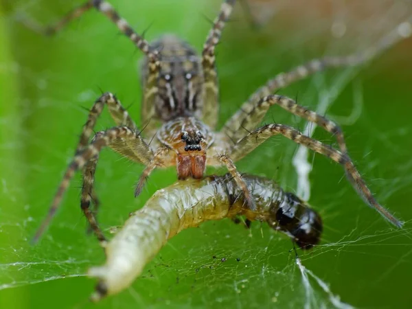 The diet of a spider depends on its type. Web-building spiders like to feed on insects like flies, moths, mosquitoes, etc. Hunting spiders are a more voracious variety of spiders. They camouflage themselves and attack their prey