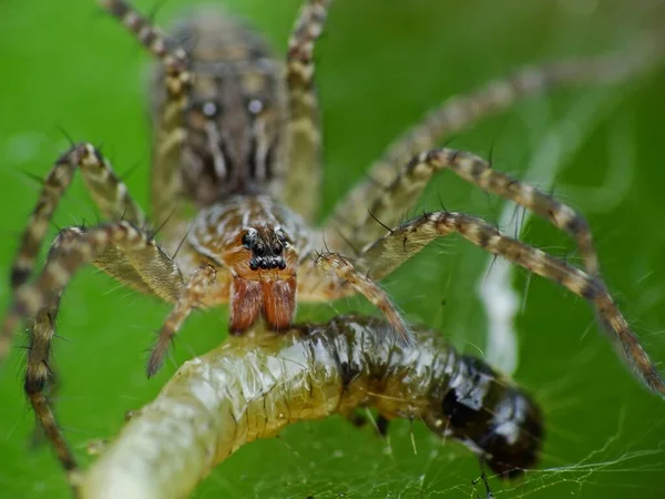 Die Ernährung Einer Spinne Hängt Von Ihrer Art Spinnen Ernähren — Stockfoto