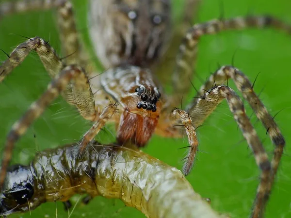 Pók Étrendje Fajtájától Függ Pókháló Építő Pókok Szeretnek Rovarokból Táplálkozni — Stock Fotó