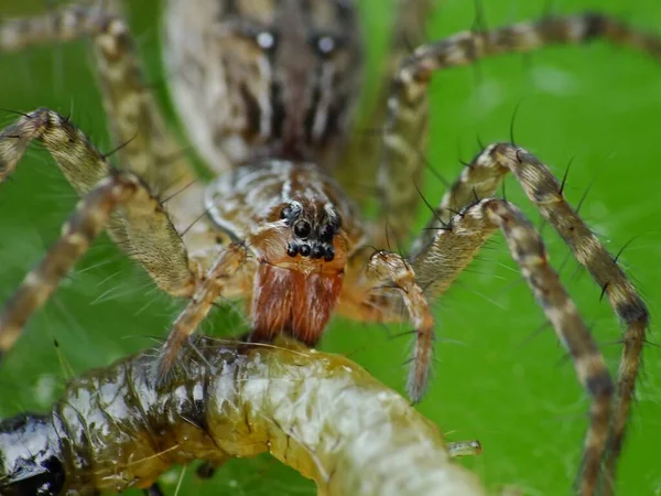 Die Ernährung Einer Spinne Hängt Von Ihrer Art Spinnen Ernähren — Stockfoto