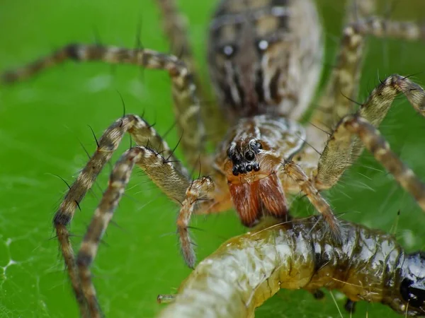 Die Ernährung Einer Spinne Hängt Von Ihrer Art Spinnen Ernähren — Stockfoto