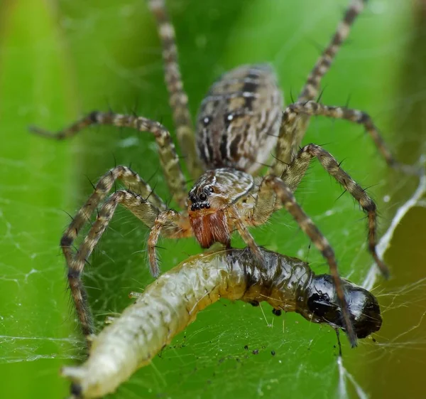 The diet of a spider depends on its type. Web-building spiders like to feed on insects like flies, moths, mosquitoes, etc. Hunting spiders are a more voracious variety of spiders. They camouflage themselves and attack their prey