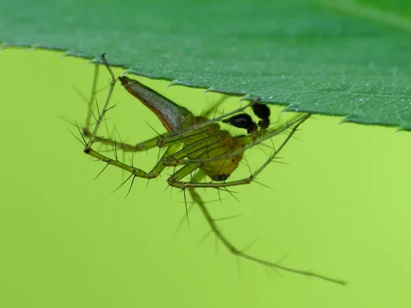 Dieta Una Araña Depende Tipo Las Arañas Creadoras Sitios Web — Foto de Stock