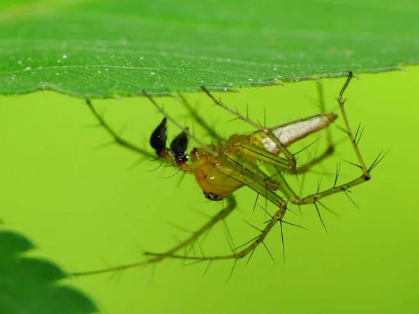 Dieta Una Araña Depende Tipo Las Arañas Creadoras Sitios Web — Foto de Stock