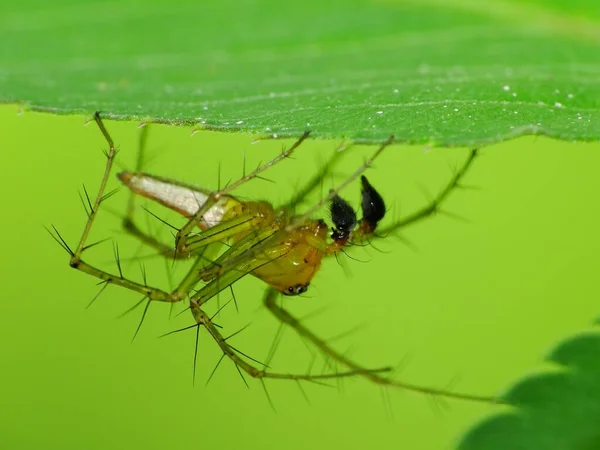 Die Ernährung Einer Spinne Hängt Von Ihrer Art Spinnen Ernähren — Stockfoto