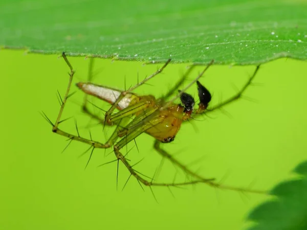 Die Ernährung Einer Spinne Hängt Von Ihrer Art Spinnen Ernähren — Stockfoto