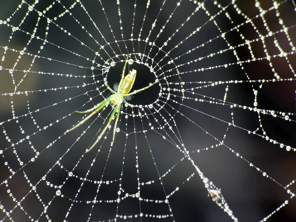 The diet of a spider depends on its type. Web-building spiders like to feed on insects like flies, moths, mosquitoes, etc. Hunting spiders are a more voracious variety of spiders. They camouflage themselves and attack their prey