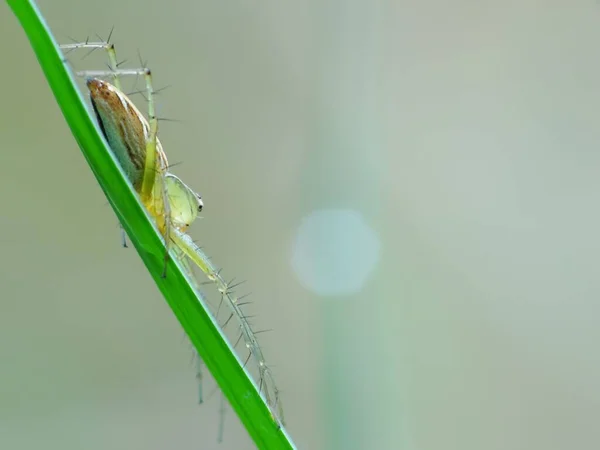 Bir Örümceğin Diyeti Türüne Bağlıdır Web Örümcekleri Sinekler Güveler Sivrisinekler — Stok fotoğraf