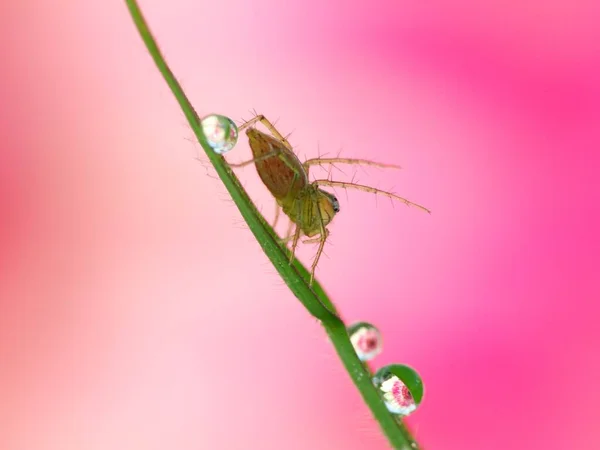 The diet of a spider depends on its type. Web-building spiders like to feed on insects like flies, moths, mosquitoes, etc. Hunting spiders are a more voracious variety of spiders. They camouflage themselves and attack their prey